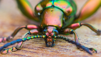 Purple Green Frog Legged Leaf Beetle shot with macro lens
