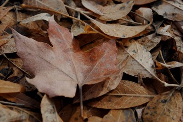 fall leaves