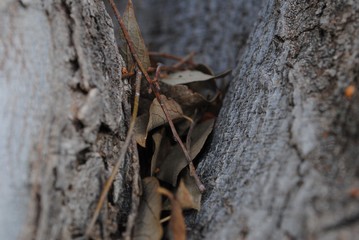 leaves inbetween trees