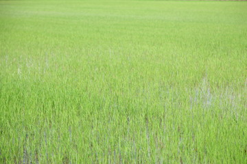 Obraz na płótnie Canvas green farm from northern thailand 