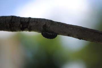 roly poly on branch