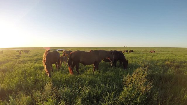 Wild mustangs graze at sunset