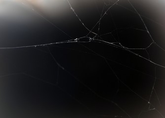 spider web on black background