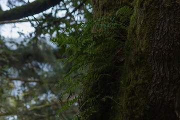 Obraz premium dark green forest covered in moss and ferns