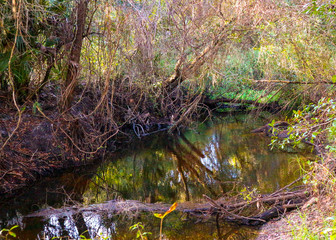 stream in the forest