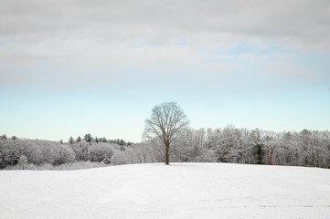 Fototapeta na wymiar Tree In A Snow Field