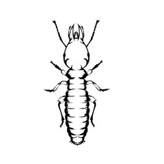 vector illustration of a termite 