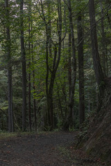 Fototapeta na wymiar gravel path leading through a dense green forest