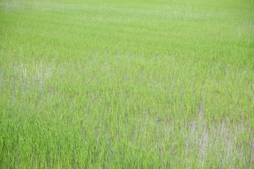 Obraz na płótnie Canvas high voltage post on rice field in Thailand