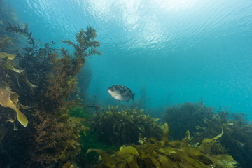 Obraz premium Purple wrasse, Notolabrus fucicola