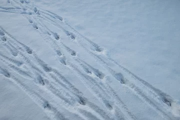 Sierkussen Deer tracks in snow © Phil & Karen Rispin