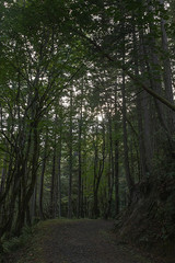 gravel path leading through a dense green forest