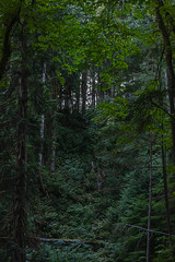 dark green forest covered in moss and ferns