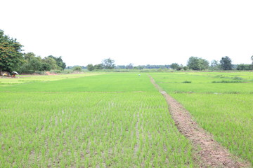 Young green rice farm 