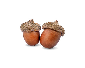 brown acorn, isolated on white background