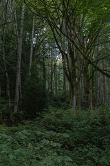 Fototapeta na wymiar dark green forest covered in moss and ferns