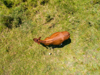 Obraz premium Cow in paddock on farming Land