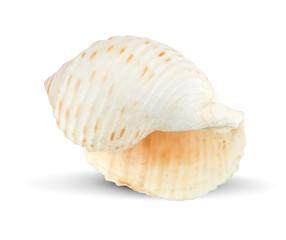 seashells on an isolated white background