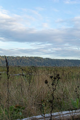 tall dry yellow grass and weeds growing wild around the puget sound