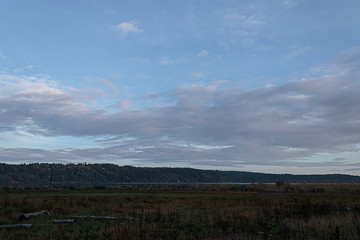 tall dry yellow grass and weeds growing wild around the puget sound