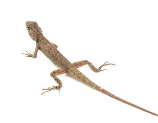 Obraz premium Thai brown chameleon lizard isolated on white background