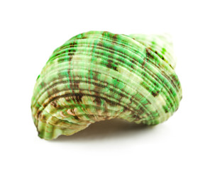 seashells solated on white background