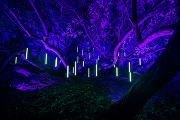 Large decorated illuminated tree at night with glowing lights