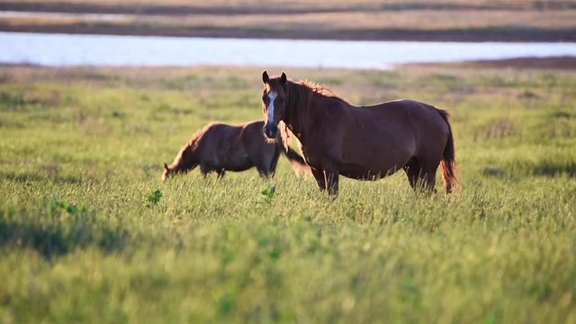 Wild mustangs graze at sunset