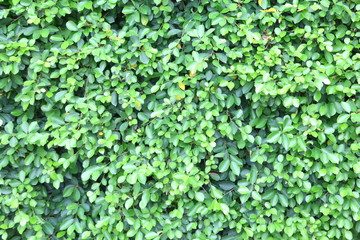 Green leaves wall background 