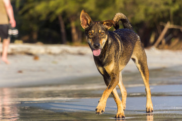A young brown dog is running at the beach