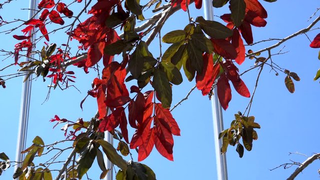 red leaf with blye sky background