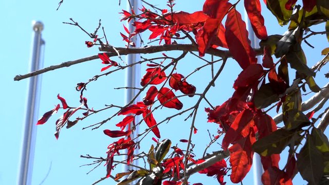 red leaf with blye sky background