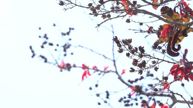 red leaf with blye sky background