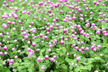 Globe amaranth or Gomphrena globosa flower in the garden 