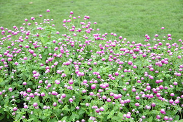 Globe amaranth or Gomphrena globosa flower in the garden 