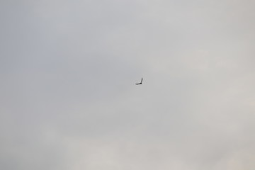 BIRD FLYING IN THE SKY