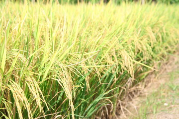 The beautiful landscape of rice fields in Thailand. 