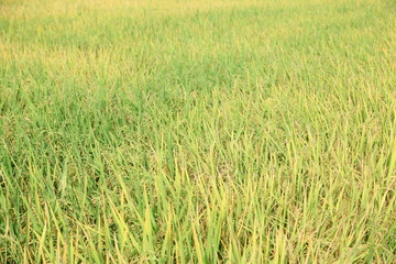 The beautiful landscape of rice fields in Thailand. 
