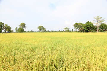 Obraz premium The beautiful landscape of rice fields in Thailand. 