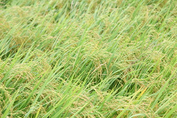 The beautiful landscape of rice fields in Thailand. 