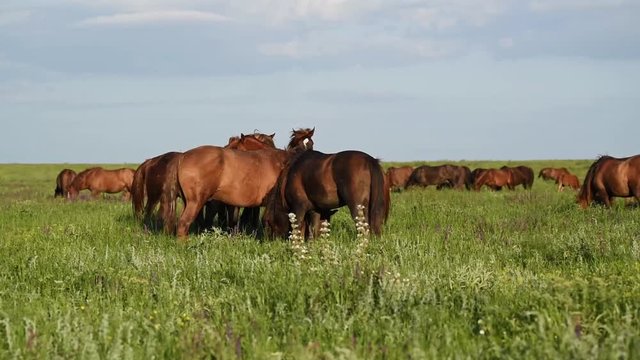 Wild mustangs graze at sunset