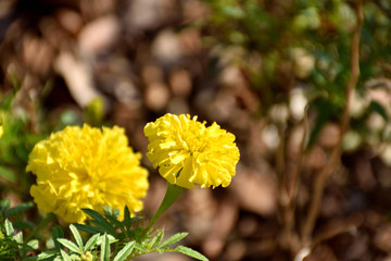 マリーゴールド