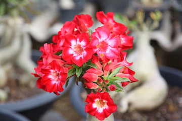Fototapeta na wymiar Red bigonia flowers blooming in garden 