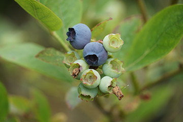 Life Cycle of a Blueberry