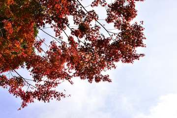 紅葉