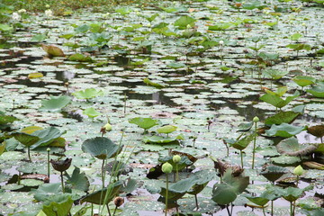 lotus pond 