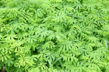 real green grass background 