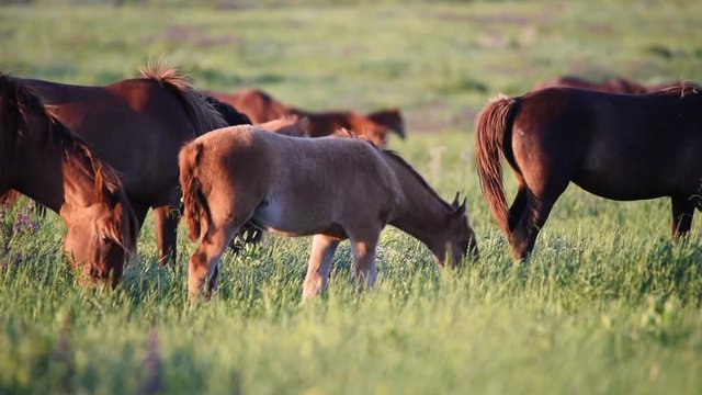 Wild mustangs graze at sunset