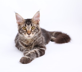 Fototapeta na wymiar Maine Coon cat, 6 months old, laying in front of white background 