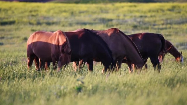 Wild mustangs graze at sunset